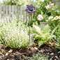 Preview: Zauberhafter Gartenstecker Glasblume lila eckig ca. 100 cm - Gartendekoration